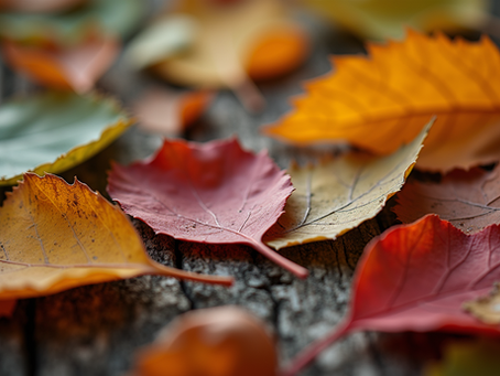 Nature's Playground: Unleashing the Benefits of Outdoor Play for Children's Development