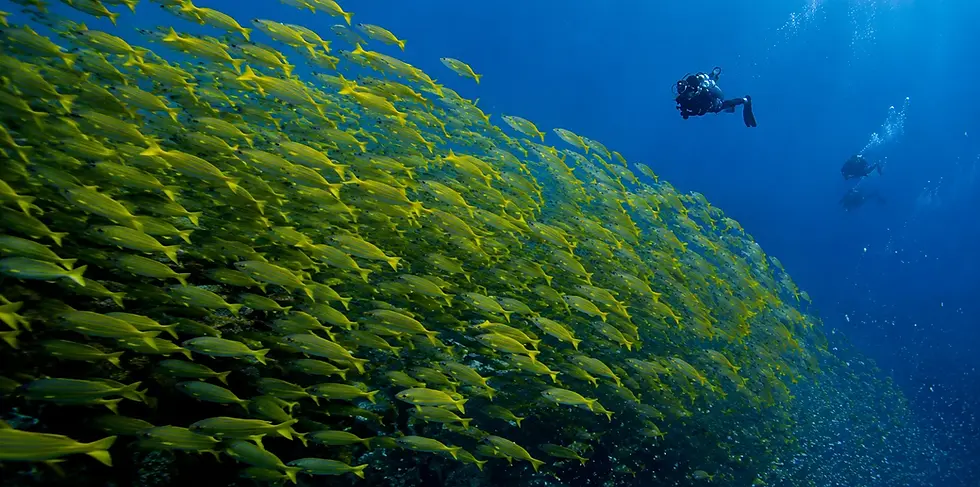 dive master koh tao