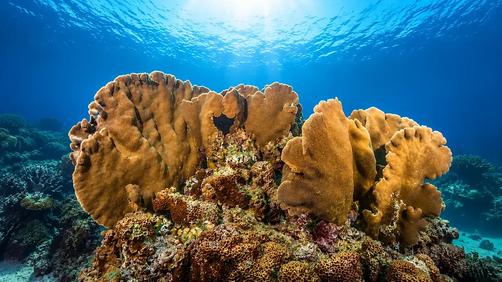best scuba diving sites