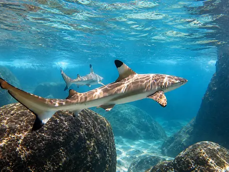 Discover the Best Scuba Diving Sites Koh Tao Has to Offer