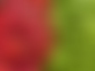 ¿Cuáles son las ventajas de implantar las normas BRC o IFS en tu empresa?