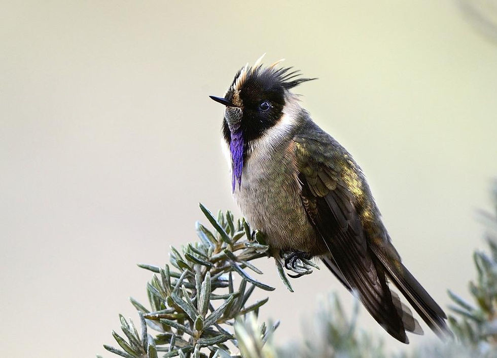 Fuente The Internet IBC bird Collection. http://www.hbw.com/ibc/species/buffy-helmetcrest-oxypogon-stuebelii