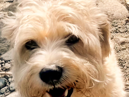 Does Your Dog Think They're in Charge? Funny Signs You're Not the Alpha