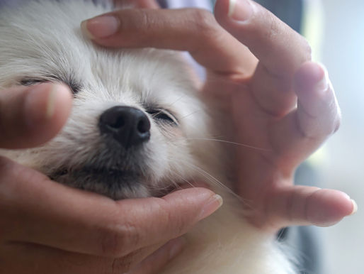 The Benefits of Canine Acupressure