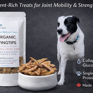 Pain vs Personality: When Behaviour Changes Are Body-Driven