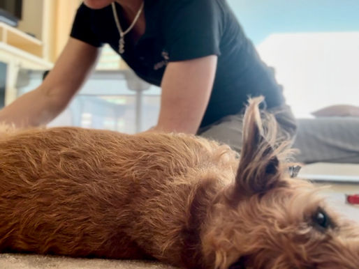 The Connection Between Stress and Your Dog’s Health: How Massage Helps Relieve Anxiety