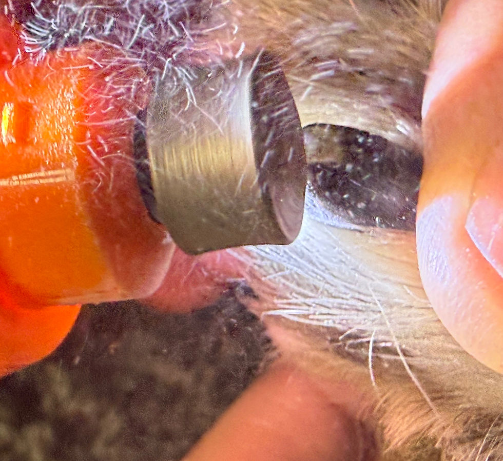 Dog having nails trimmed with a Dremel, showing how nail length affects toe-walking and canine movement.