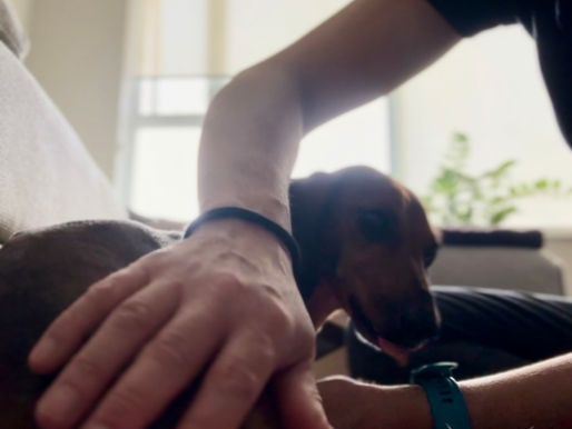 Massage vs. Acupressure: Which Is Right for Your Dog?