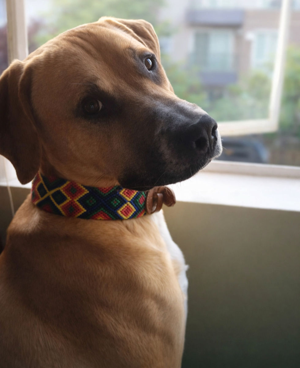 Dog looks back at his guardian while sitting at the window, demonstrating emotional atunement to the surroundings