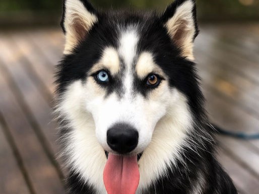 A Northern breed Siberian Husky with one blue eye and one amber eye