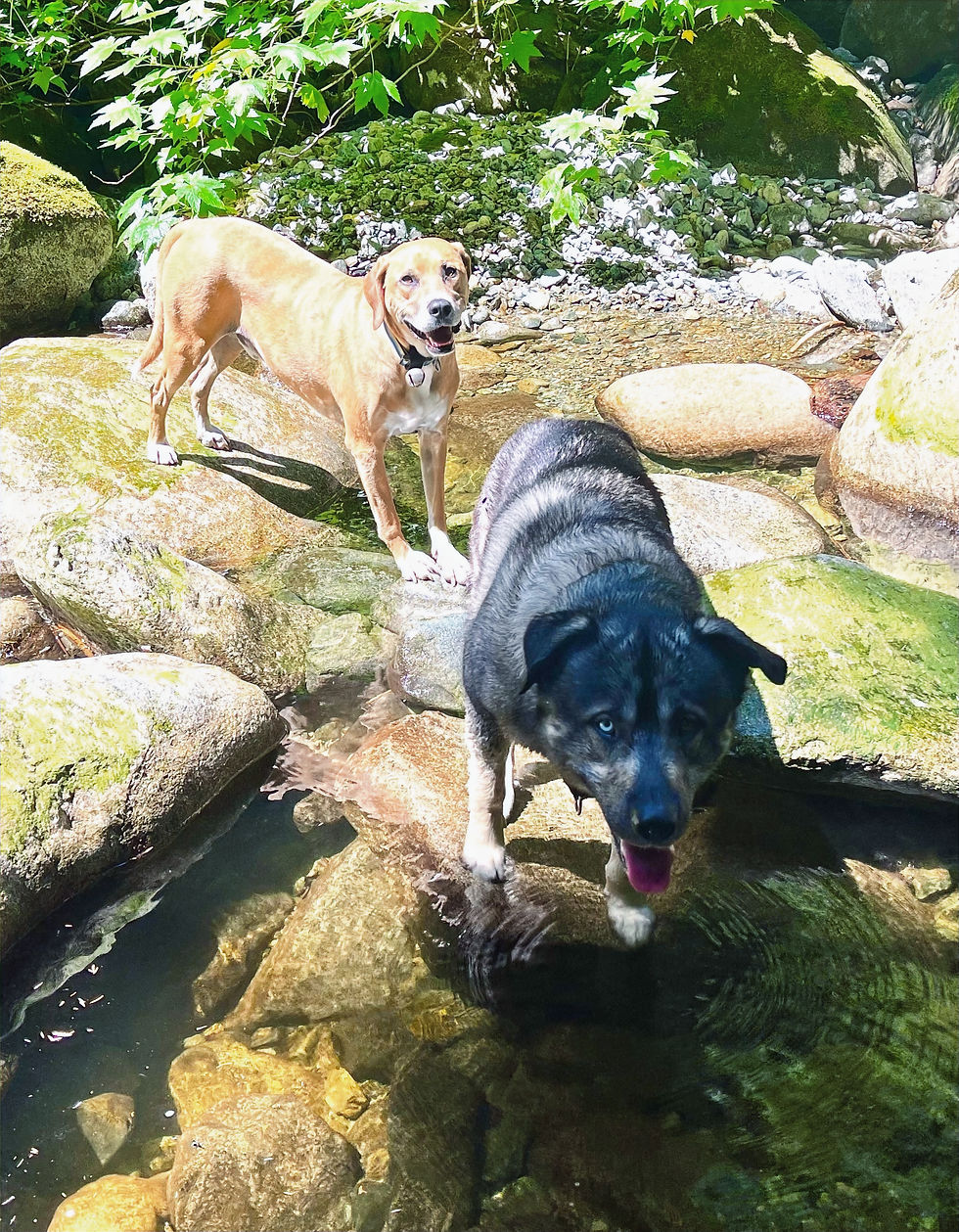 Even on busier days, we can often find somewhere quieter to sit by either river, listen to the water move across the stones and allow everyone’s nervous system to lower the volume.