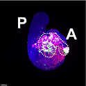 paper36.png