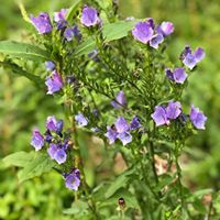 @tassivale Tassiana Vale D' Elboux Tassi Vale