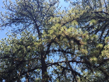 Dia da Árvore 🌳 💚