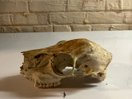 In class project update