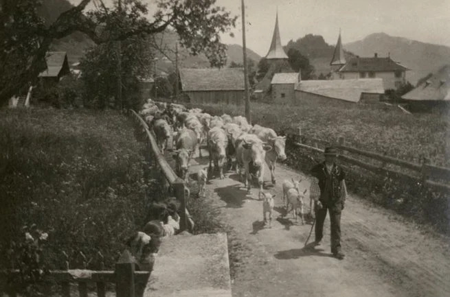 Désalpe à Rougemont