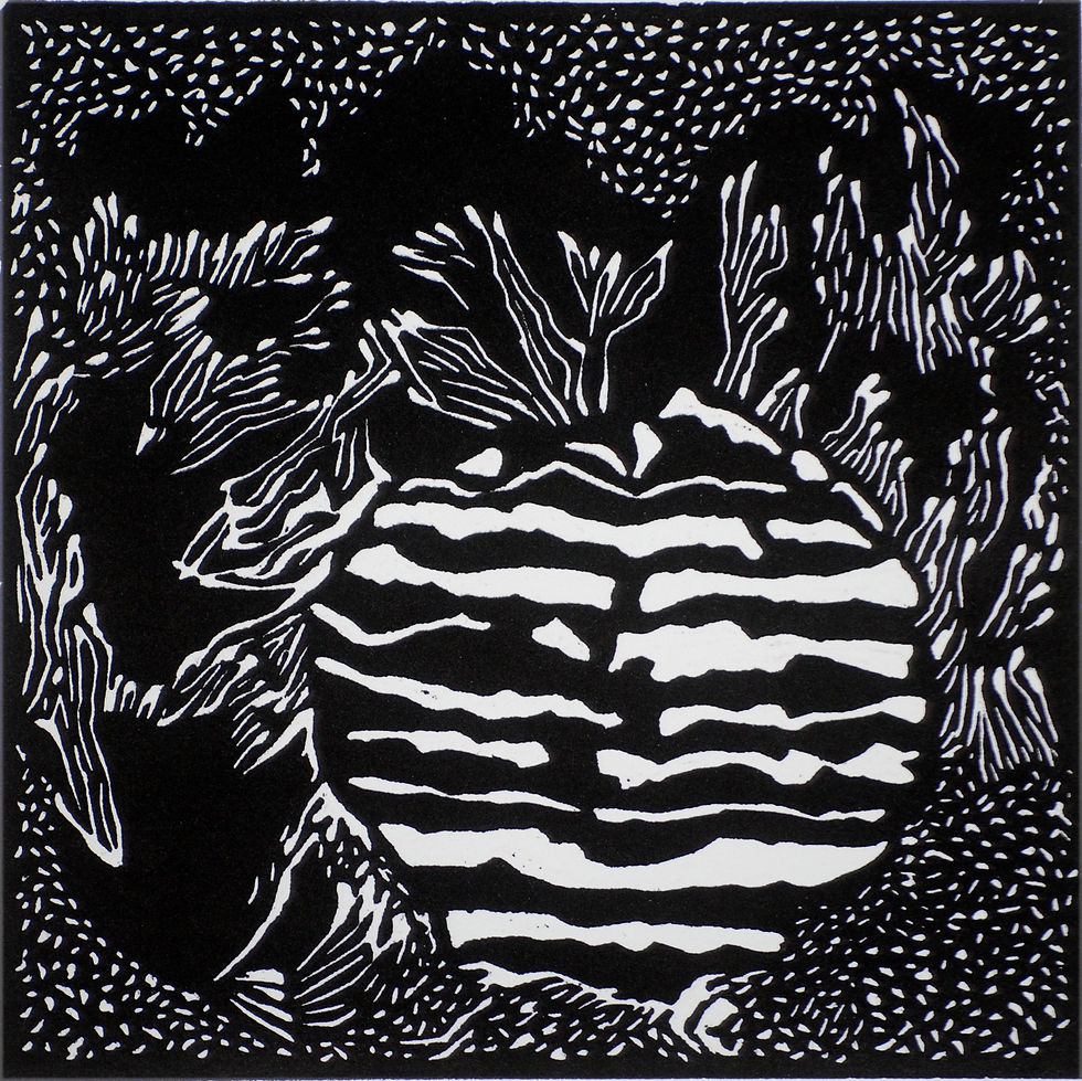 Strarndfynd Namibia 1