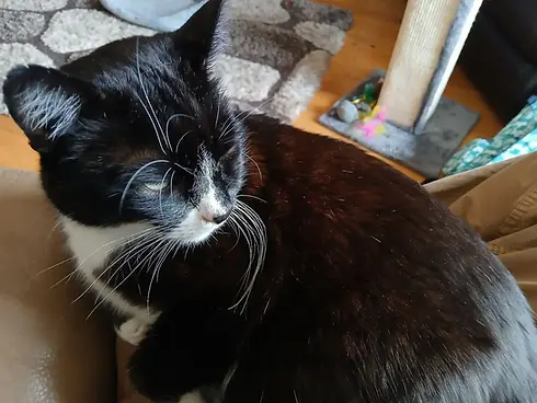 cat4.jpg