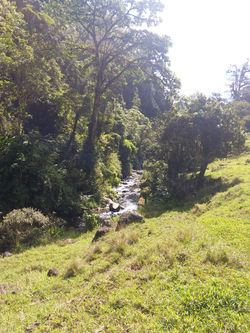 río