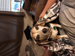 A beagle named Dexter cozily snuggled up, enveloped in soft blankets. His relaxed posture and peaceful expression convey a sense of warmth and comfort