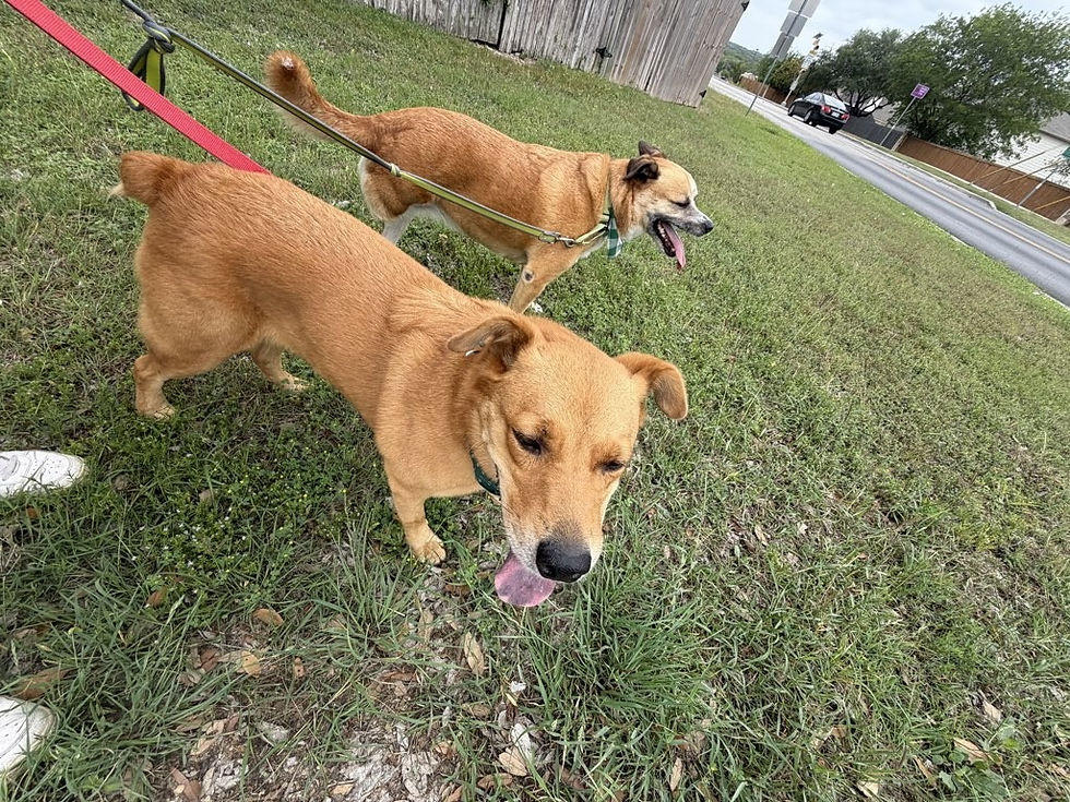 Looking for a Rover Alternative in San Antonio? Here's What to Know