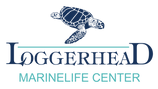 Loggerhead.png