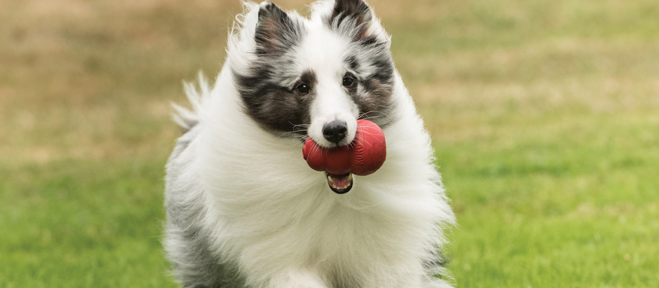 Choosing The Right Toy For Your Dog