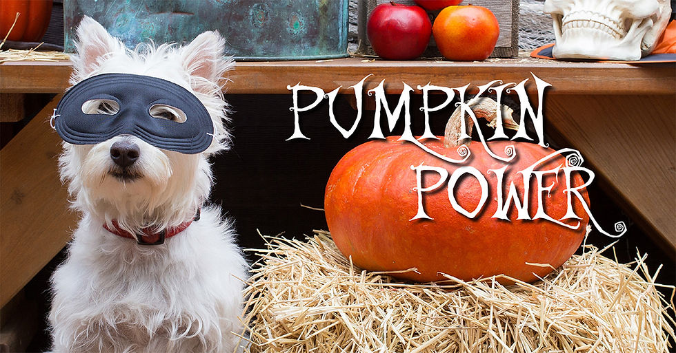 Dog in mask and pumpkin
