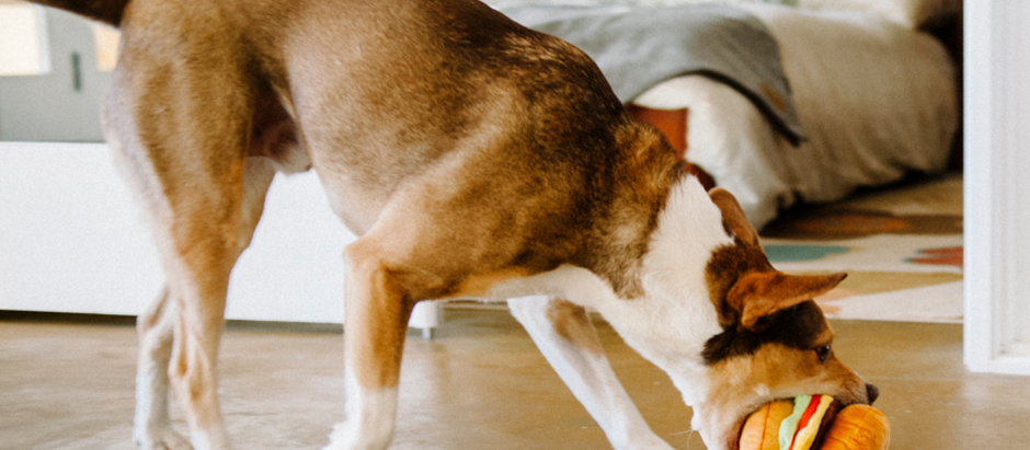 What's In Your Dog's Toy Box?