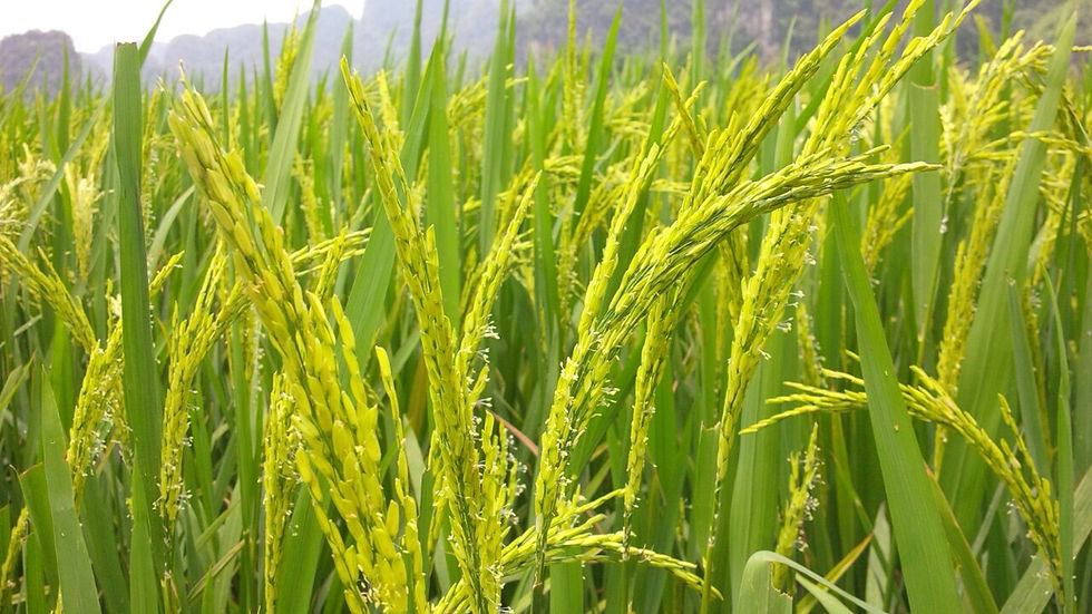 Rice Season Tam Coc