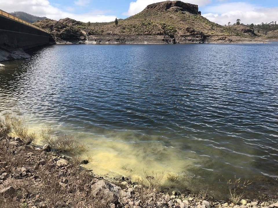 Fly Fishing for Carp in Gran Canaria