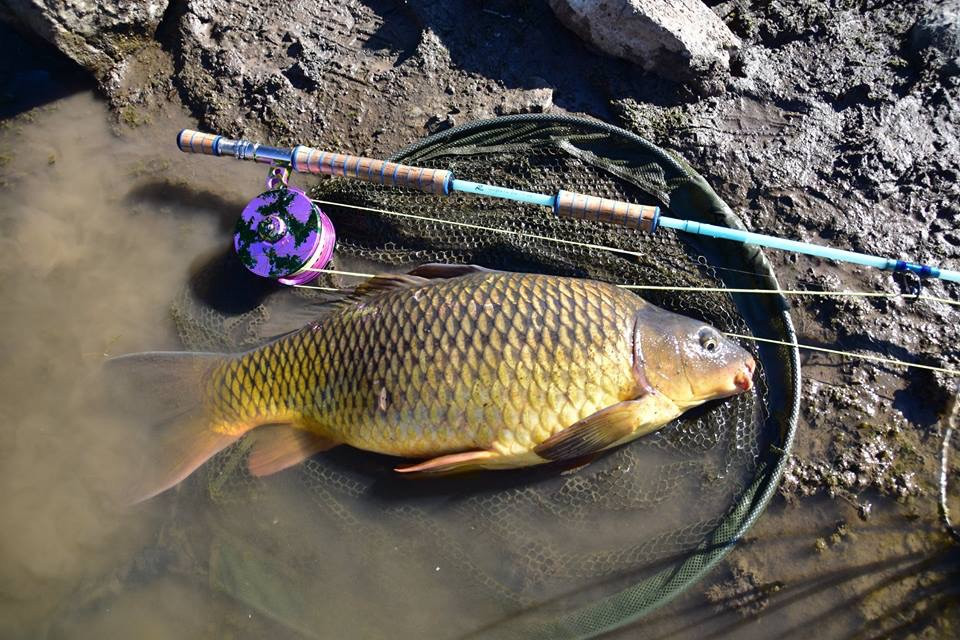 Fly Fishing for Carp in Gran Canaria with the Gouldfish Car'Poon