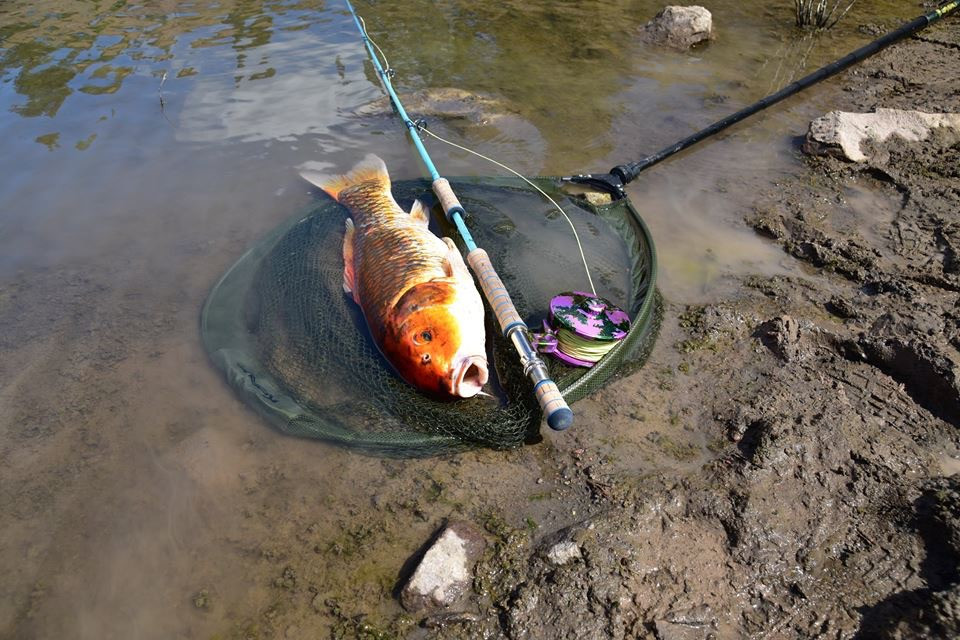 Koi On the Fly - who would have guessed