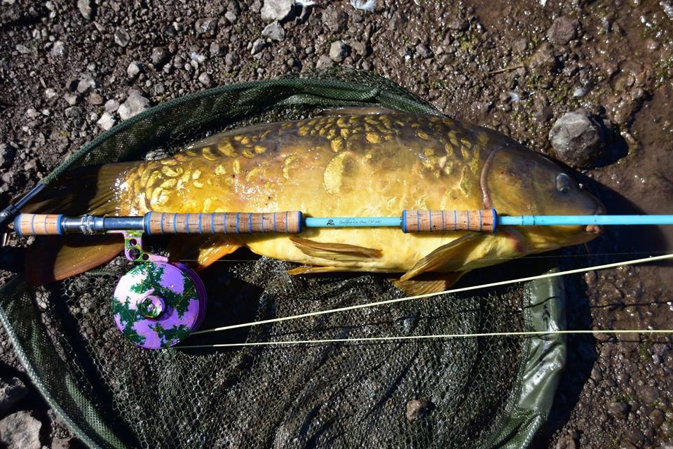 Fly Fishing for Carp in Gran Canaria with the Gouldfish Car'Poon