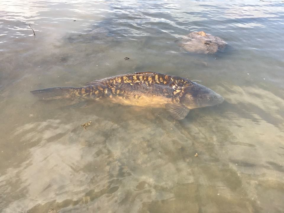 Fly Fishing for Carp in Gran Canaria with the Gouldfish Car'Poon