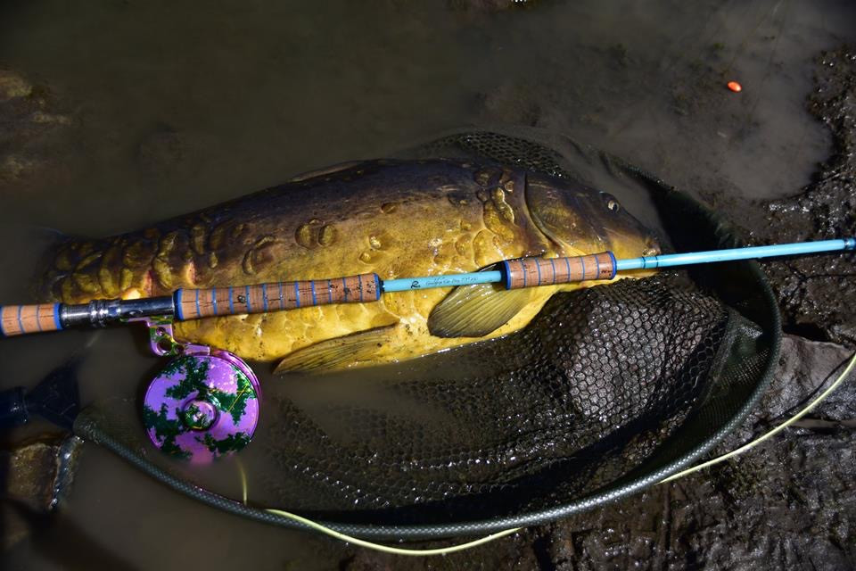Carp on the Fly - Glass Fly Rods - Glassisnotdead