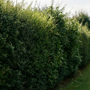 Taille et entretien de haies