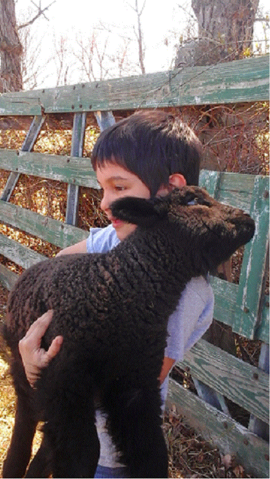 A Successful Lambing Season