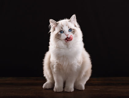 Jamie Frayser Photography_Web_20230128_0956 copy.jpg