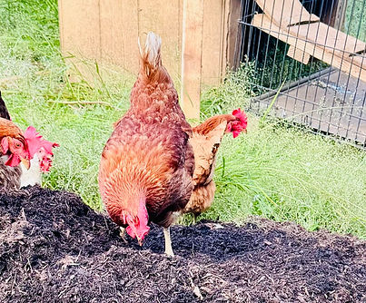 Cabin Chickens_edited.jpg