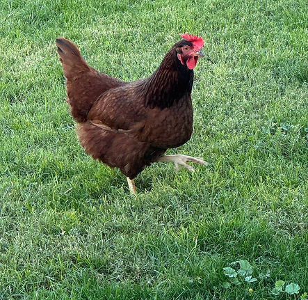 Rosie.jpeg