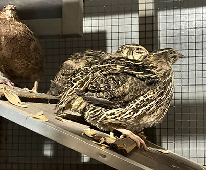 Coturnix Quail_edited.jpg
