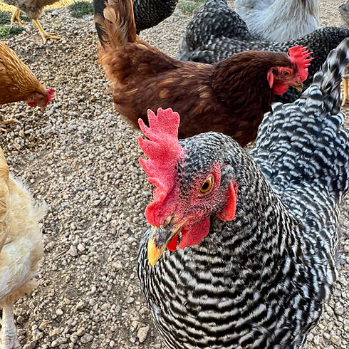 Misc hens 2_edited.jpg