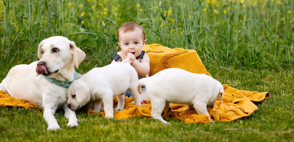 puppies2.jpg