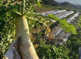 農業研究活動団体QSIP