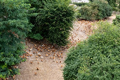elevage_poulet_labelrouge_ext_credit_ANVOL_001.jpg
