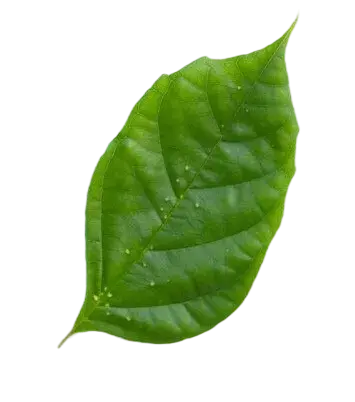 hoja2.webp