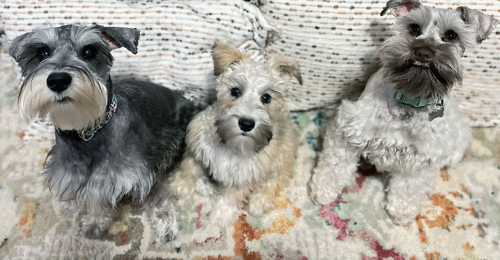 our Schnauzers_edited.jpg