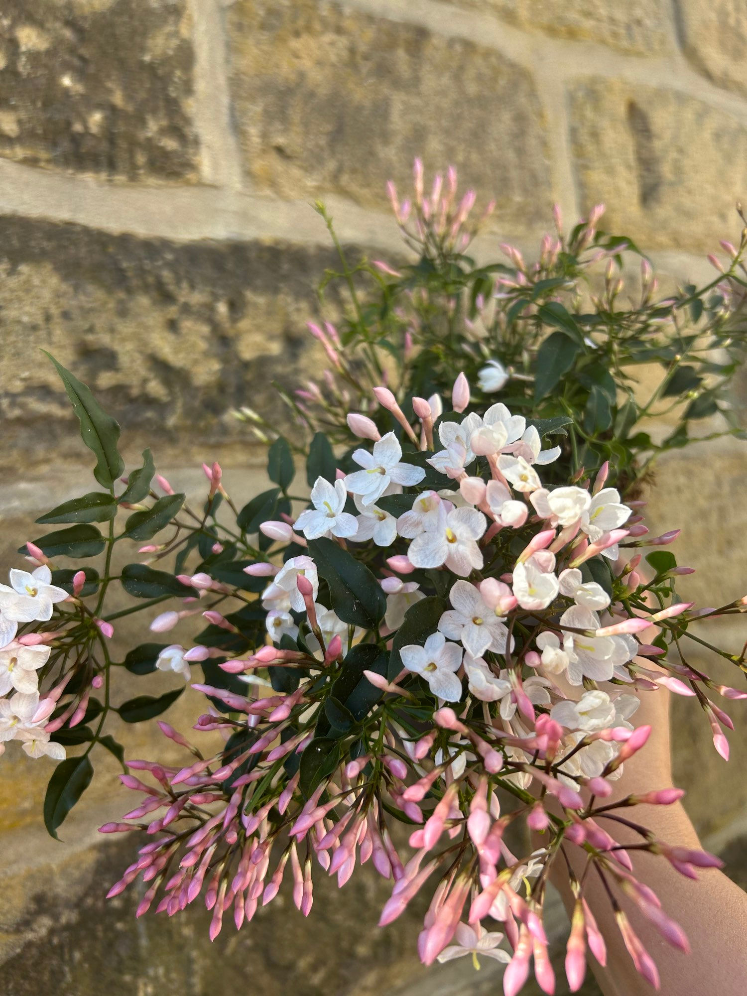 jasminum polyanthum 04