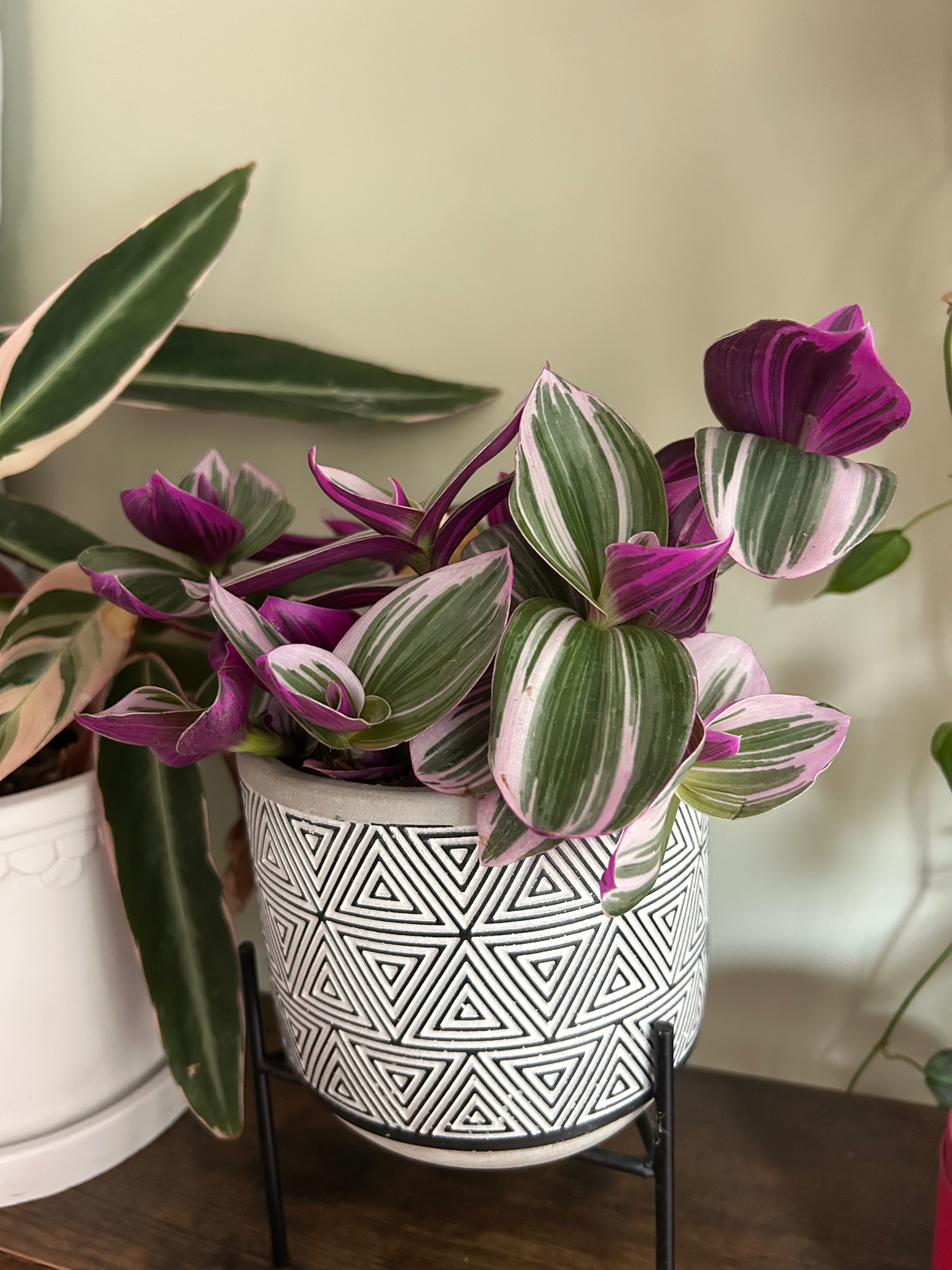 Tradescantia Nanouk 07